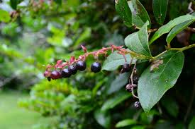 Salal Berry (Gaultheria shallon) Shrub Seeds – Pink & White Flowers, Blue Fruit