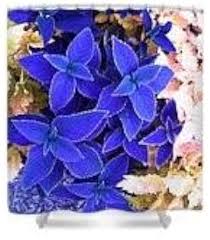Blue Coleus Plant Seeds for Easy Planting