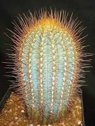 Austrocephalocereus Seeds for Planting | Green Cactus Plant