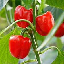 Aka Chapeau Pepper Vegetable Seeds Planting Essentials