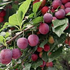 American Plum (Prunus americana) Tree Shrub Seeds – Red Purple Fruit, White Flowers