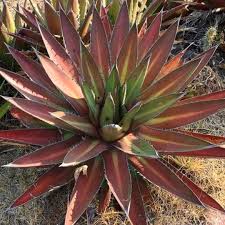 Kerchovei Agave Seeds for Planting