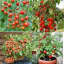Pink and Yellow Tomato Seeds for Planting - Vegetable Seeds