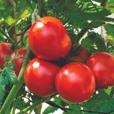 Red Mortgage Vegetable Planting Seeds - Premium Quality for Your Garden