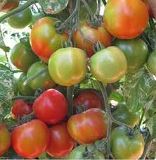 Yellow Red Tomato Vegetable Seeds for Gardening