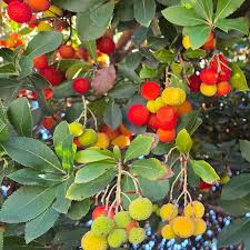 Arbutus Seeds: Planting for a Bountiful Berry Harvest