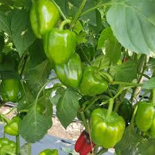 Green Crispum Vegetable Seeds for Planting Fresh Leafy Greens