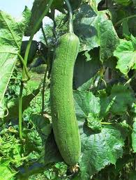 Towel Gourd Vegetable Seeds