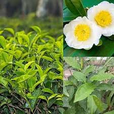 Green Camellia Sinensis Seeds for Planting