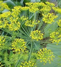 Anise Flower Planting Seeds for Home Gardens