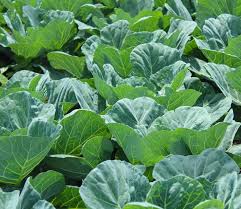 Collard Greens Seeds for Planting