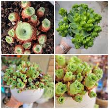 Green Aeonium Greenovia Seeds for Easy Planting