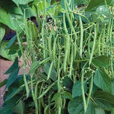 Pole Bean Garden Seeds Ideal for Vertical Planting in Warm Seasons