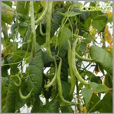 Green Appaloosa Bean Vegetable Seeds for Planting
