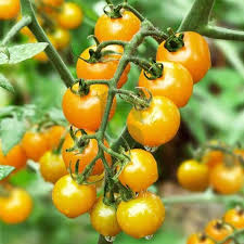 Gold Tomato Seeds for Vegetable Planting