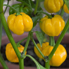 Premium Bonnet Vegetable Seeds - Easy Planting Guide Included