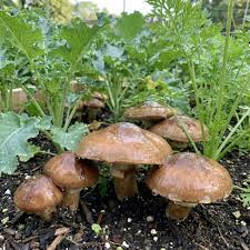Slippery Jack Mushroom Vegetable Seeds for Planting