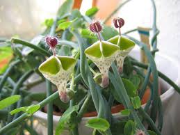Ceropegia Seeds for Planting: Collectible Seed Packets
