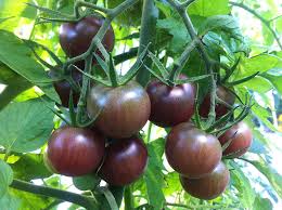 Brown Tomato Vegetable Seeds for Growing