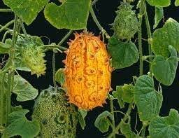 Orange Kiwano Seeds for Planting