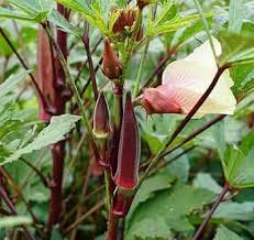 Red Green Okra Planting Seeds for Vegetables