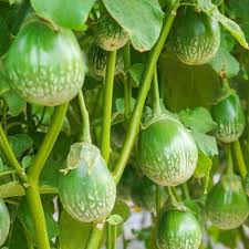 Thai Eggplant Seeds for Planting - Cultivate Flavorful and Versatile Vegetables in Your Garden
