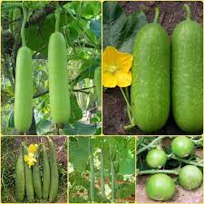 Benincasa Vegetable Seeds Planting Guide: Year-Round Growing Made Easy