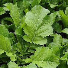 Green Turnip Seeds for Planting