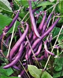 Green Violet Bean Seeds - Planting Guide & Tips