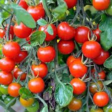 Geranium Kiss Tomato Vegetable Seeds for Planting