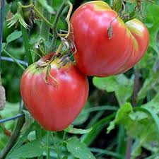 Pink Oxheart Tomato Seeds for Planting