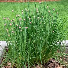Chive Seeds for Home Planting