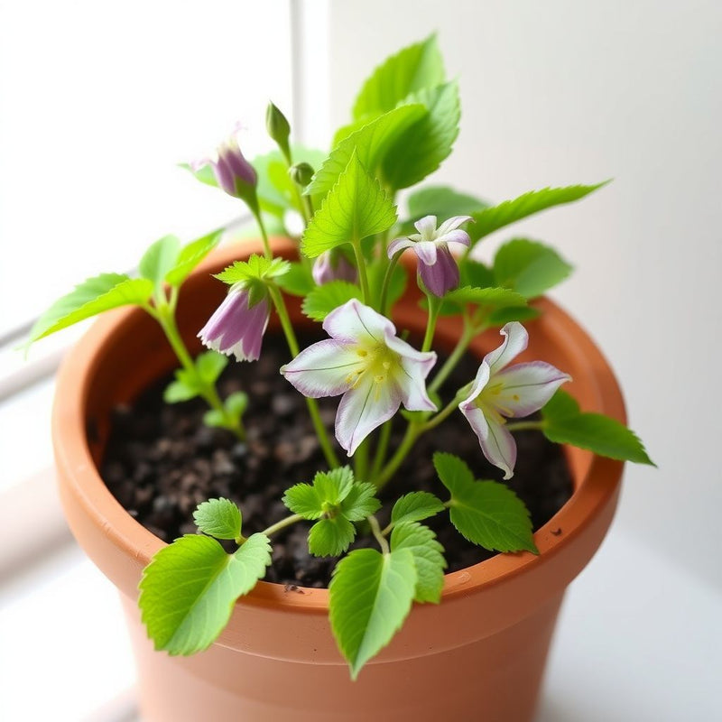 Aquilegia Lace Flower seeds for Planting - Compact Growth, Heirloom & GMO Free Seeds for Home Garden