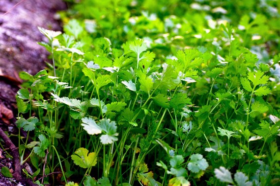 Dwarf Lemon Cilantro Growing in Container for Kitchen Garden