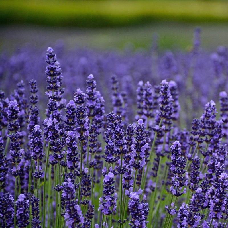 Dwarf Munstead Lavender Seedlings Growing in Pots