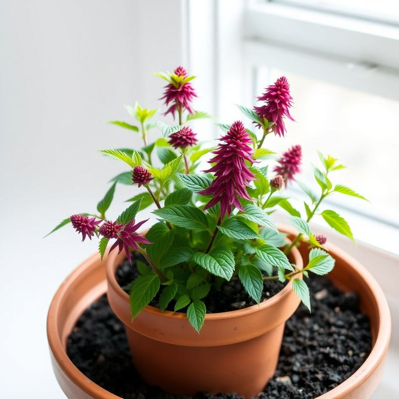 Monarda Bee Balm Mix Seeds for Pollinator-Friendly Flowers