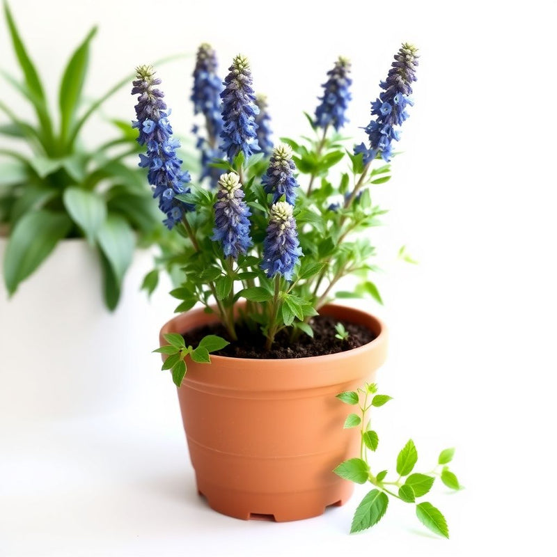 Blue Hyssop Plant Seeds for Gardening Essentials