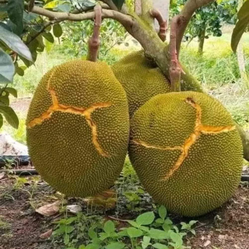 Massive Jackfruit Seeds for Easy Planting and Abundant Fruits