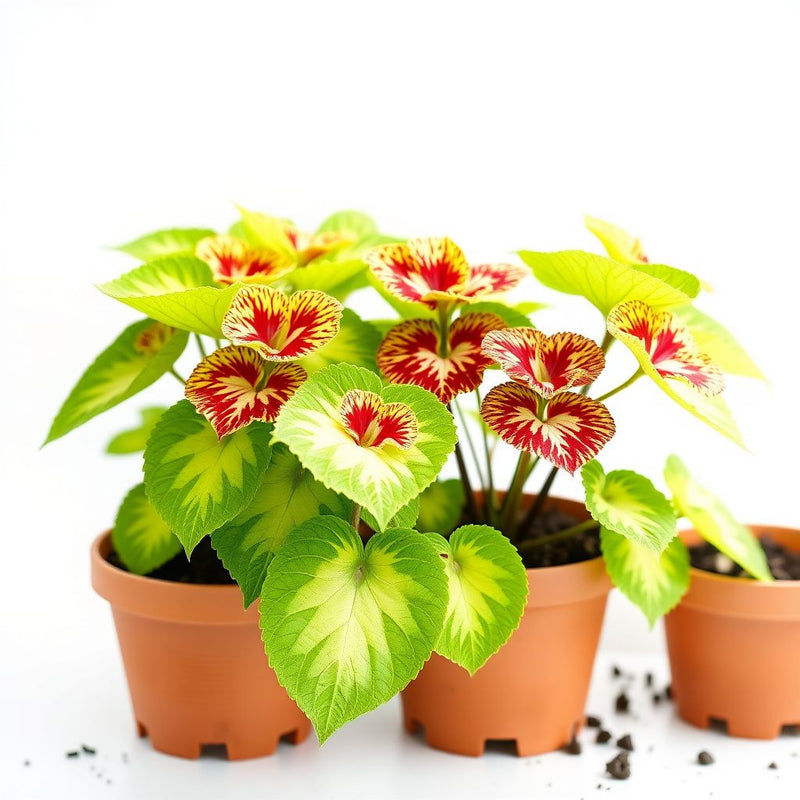 Coleus Rainbow Super Festive Seeds for Planting Shaded Garden Pots