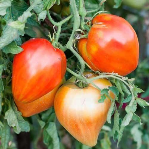 Heart Tomato Solanum lycopersicum Seeds for Planting in Vegetable Patch & Garden