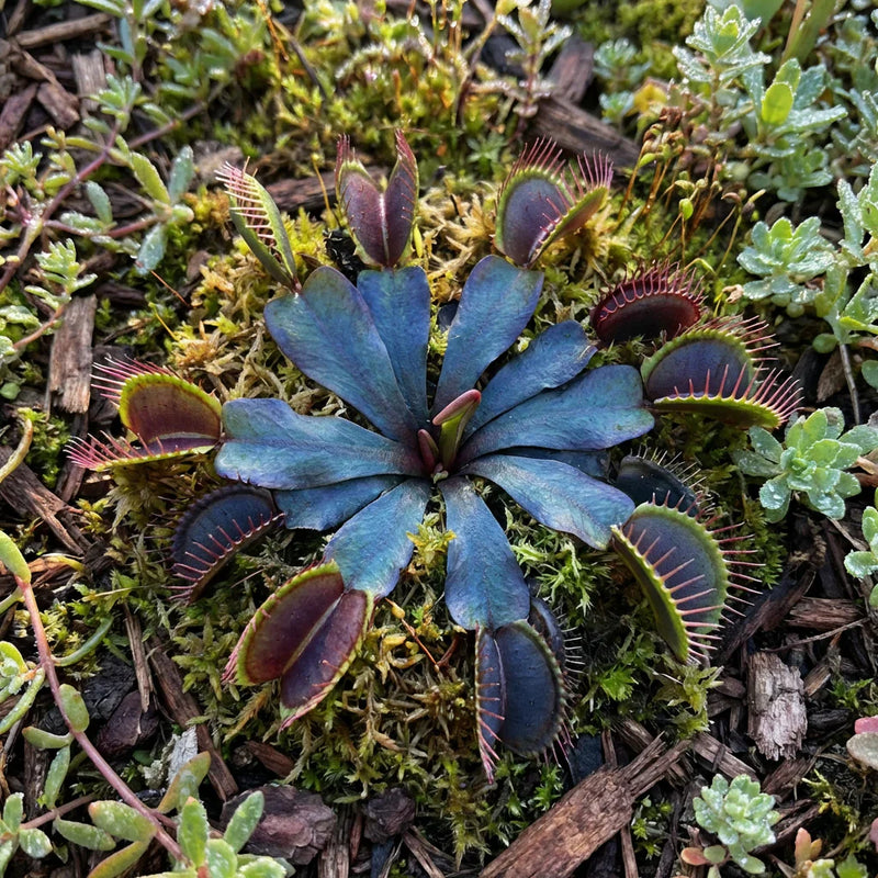 Blue Venus Fly Trap Flower seeds for Planting - Shade Tolerant, Heirloom & GMO Free Seeds for Home Garden