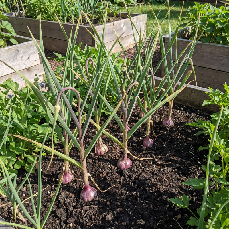 Allium sativum Black Garlic Multi-Colour Variety Seeds for Home Garden Growing