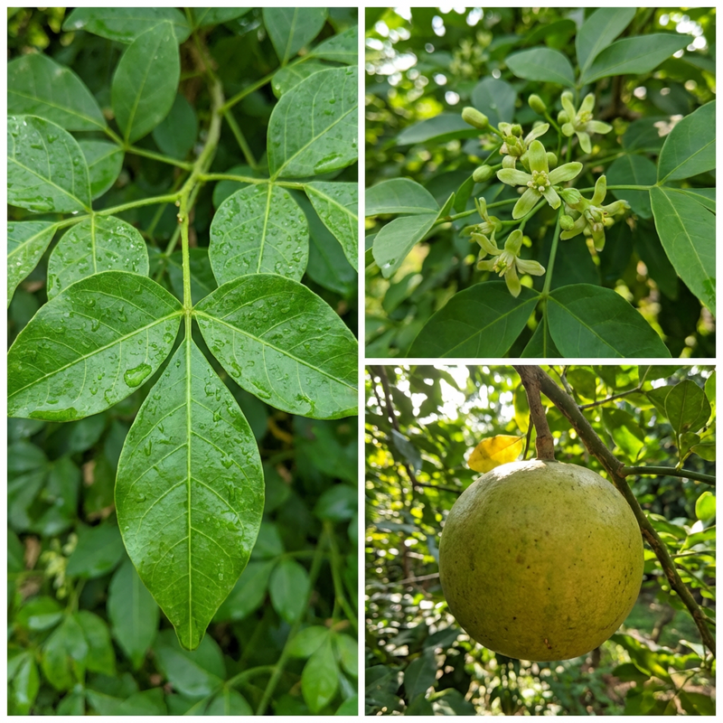 Green Bel Bilva Patra Bael Fruit Seeds for Home Garden Tree Cultivation