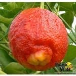 Fresh Harvest Lemon Seeds for Planting, Step-by-Step Guide for Growing Healthy Citrus Trees