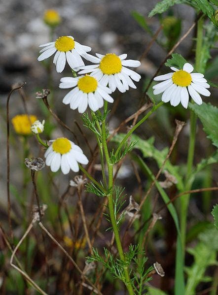 German Chamomile seeds Matricaria recutita