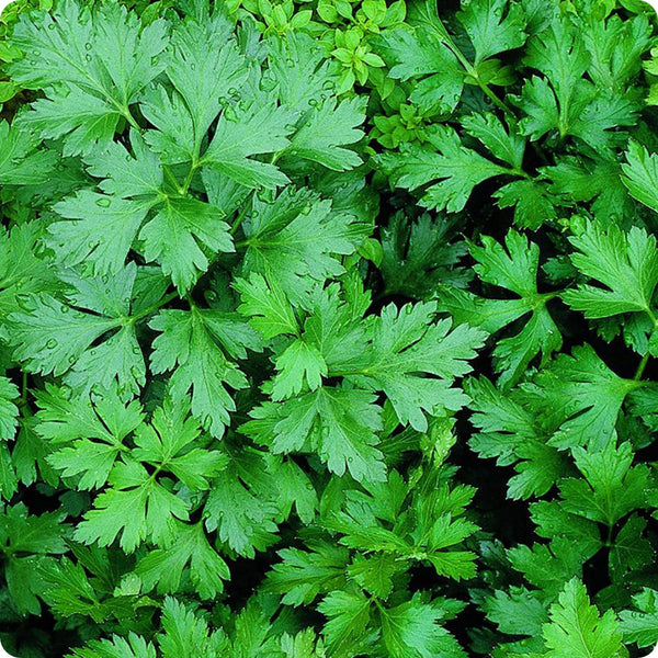 Giant of Italy Parsley seeds Petroselinum crispum large flat-leaf plant