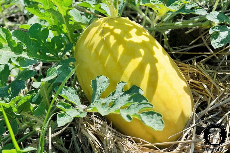 Golden Pioneer Hybrid Watermelon Seeds for Asian watermelon growing