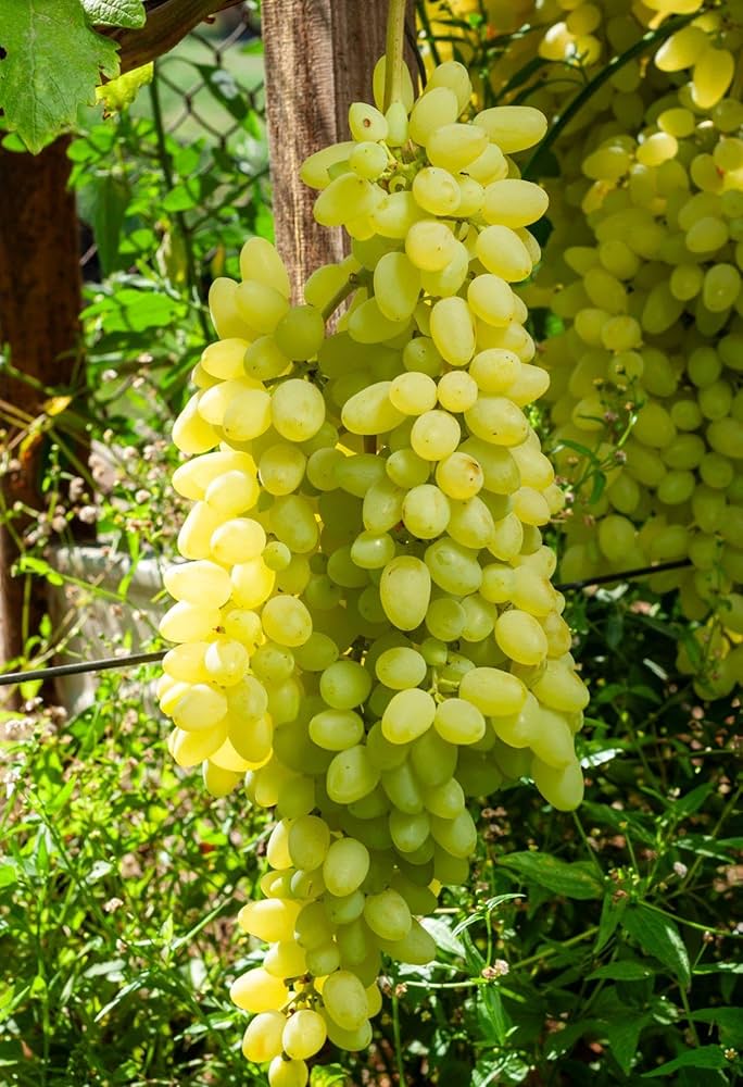 Grapefruit Citrus paradisi seeds for planting