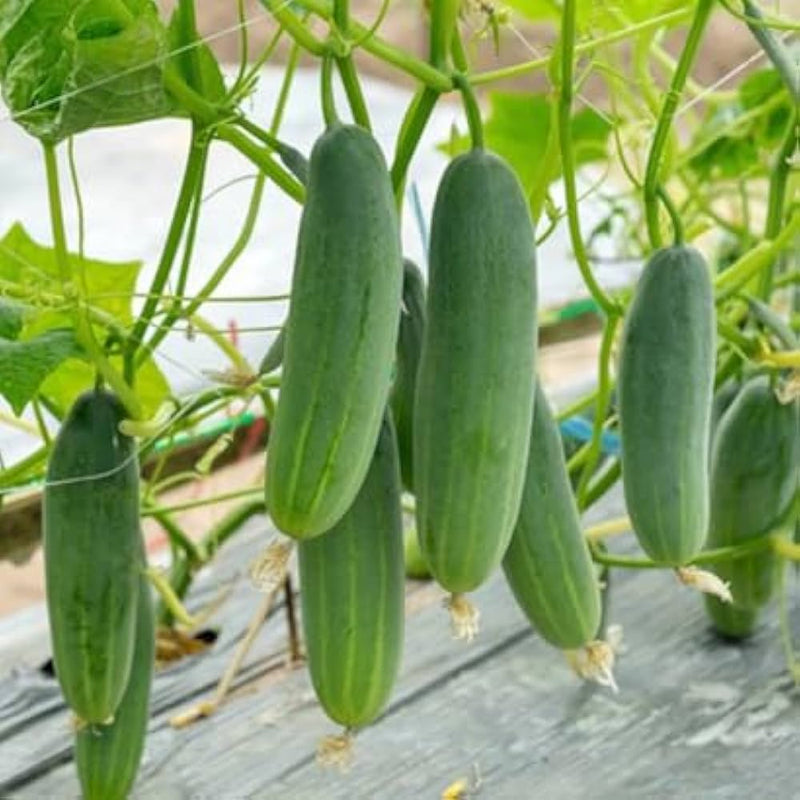Green cucumber seeds for planting easy-grow cucumber seeds
