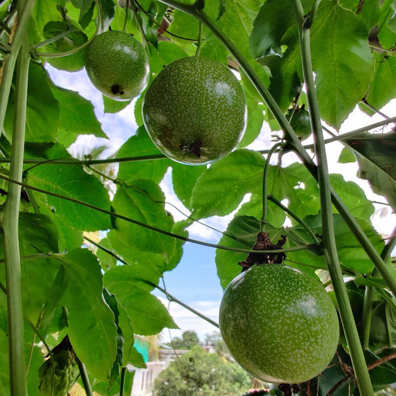 Green passion fruit seeds for planting Passiflora edulis tropical vines